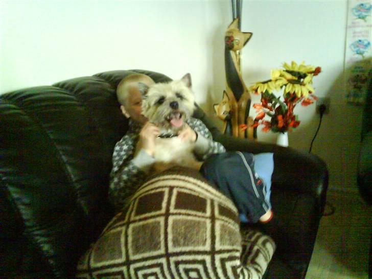 Cairn terrier mille billede 14