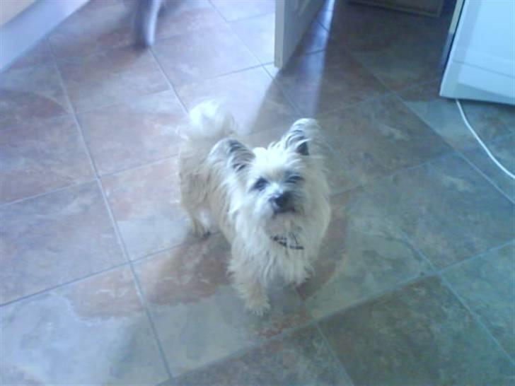Cairn terrier mille billede 15