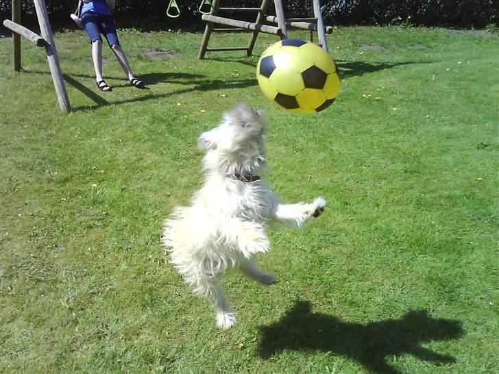 Cairn terrier mille billede 16