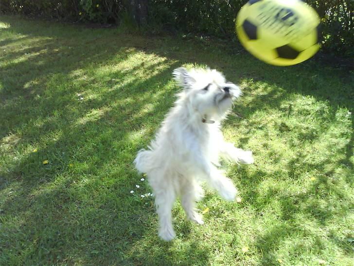 Cairn terrier mille billede 17