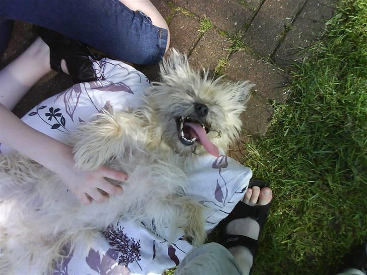 Cairn terrier mille billede 18