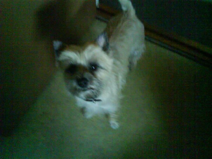 Cairn terrier mille billede 19