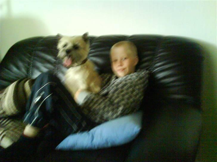 Cairn terrier mille billede 20