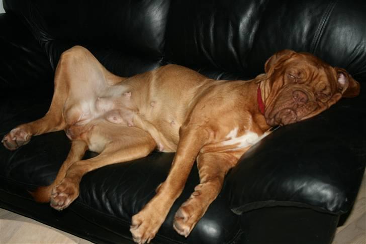 Dogue de bordeaux Chiba R.I.P. - Min aller ynglings sove position.... billede 16
