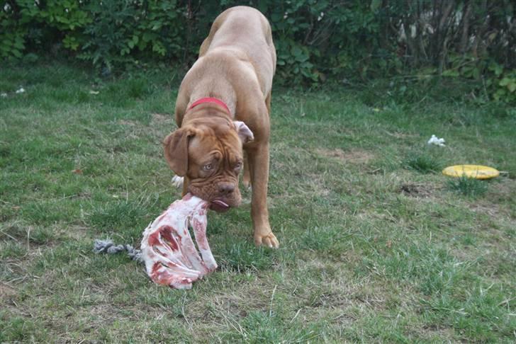 Dogue de bordeaux Chiba R.I.P. - Hvad mener du mor ?? har jeg noget mellem tænderne ?? billede 17