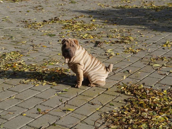 Shar pei great-macks Toyna  - Dagmar nyder solen på en god efterårs dag billede 1