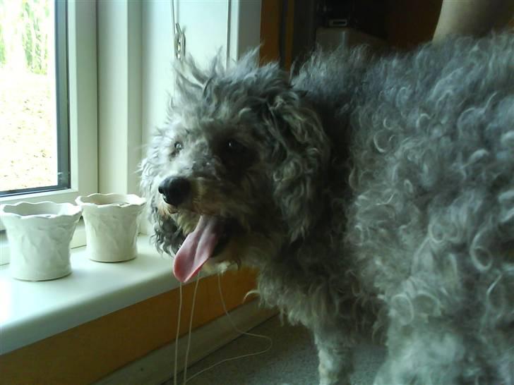 Dværgpuddel carrie billede 6