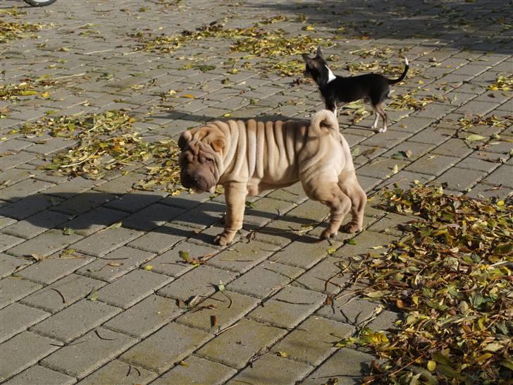 Shar pei great-macks Toyna  billede 2
