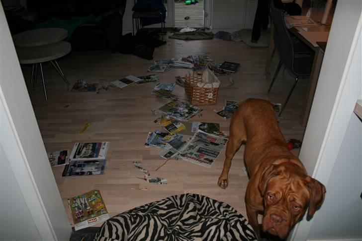 Dogue de bordeaux Chiba R.I.P. - Jeg har altså ikke været alene om at lave det der........ billede 18