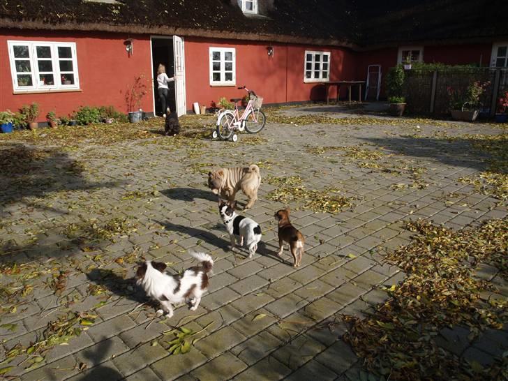 Shar pei great-macks Toyna  - med vennerne på gårdspladsen billede 3