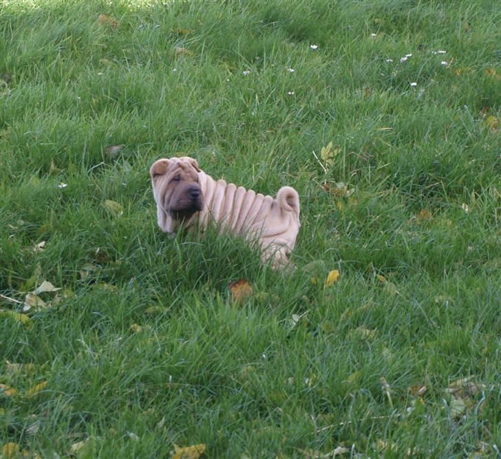 Shar pei great-macks Toyna  - Dagmar med sit bedste trick tisser på komando billede 4
