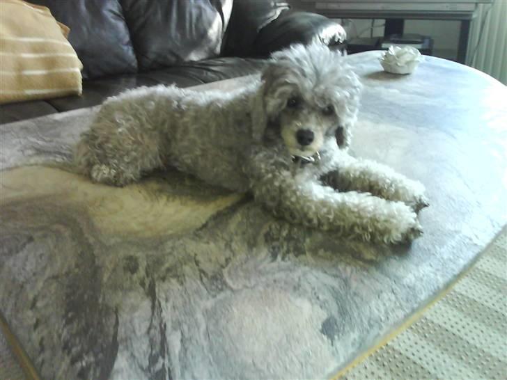 Dværgpuddel carrie billede 7