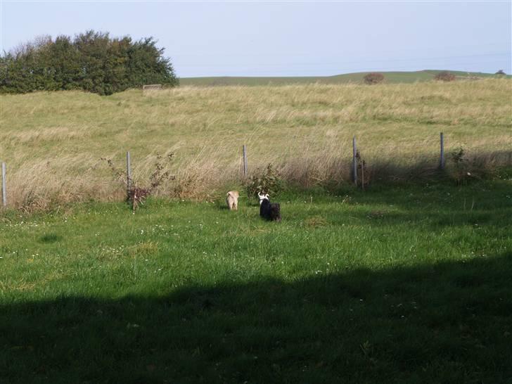 Shar pei great-macks Toyna  - på marken med venner billede 5