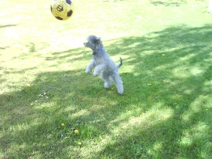 Dværgpuddel carrie billede 8