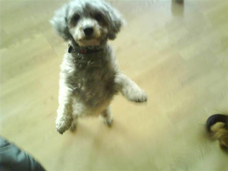 Dværgpuddel carrie billede 9