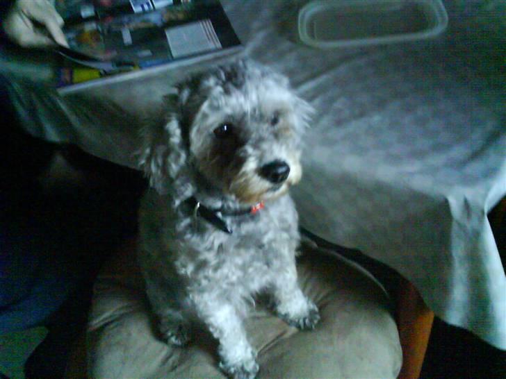 Dværgpuddel carrie billede 10