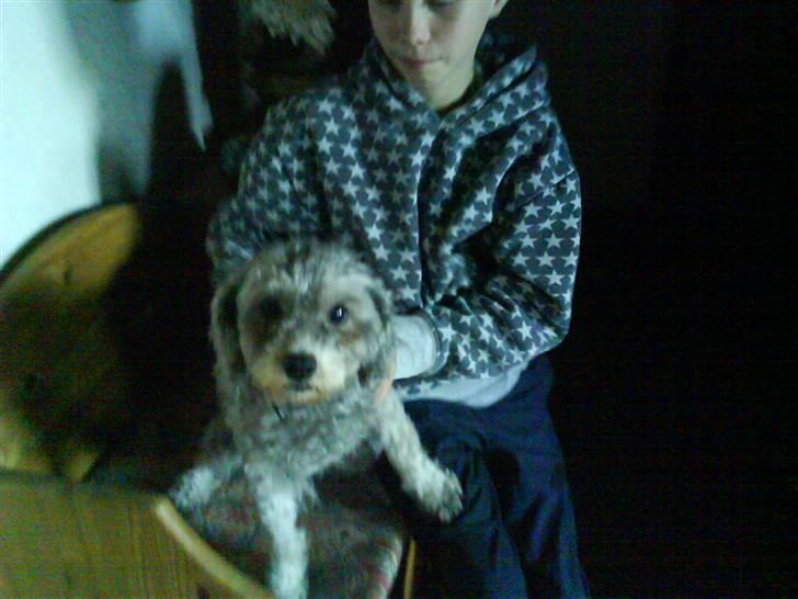 Dværgpuddel carrie billede 11