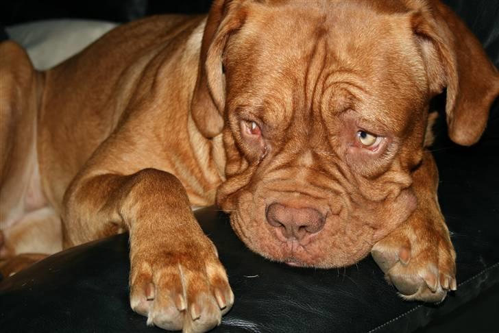 Dogue de bordeaux Chiba R.I.P. - Se mig lige mor..... billede 19