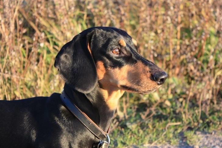 Gravhund Demitri - 1,5 år billede 15