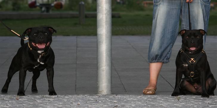 Staffordshire bull terrier Niels - Niels og hans far  billede 12