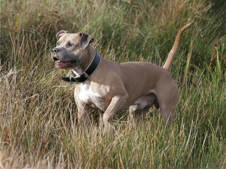 Amerikansk staffordshire terrier izo billede 16