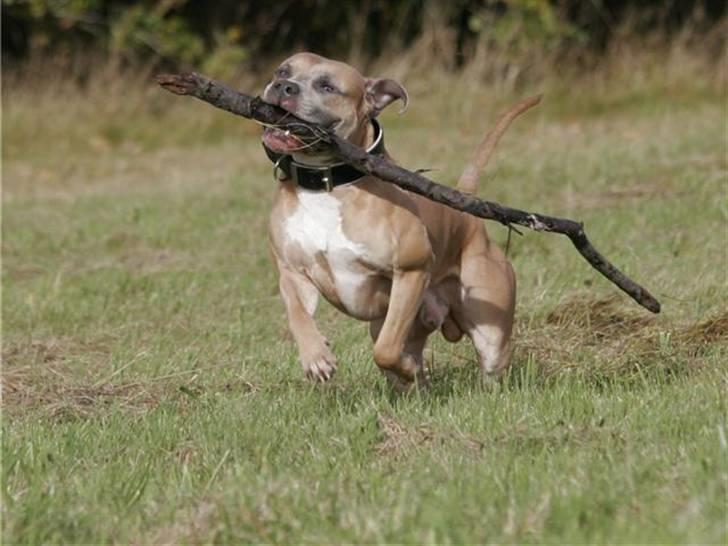 Amerikansk staffordshire terrier izo billede 17