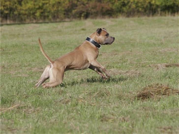 Amerikansk staffordshire terrier izo billede 18