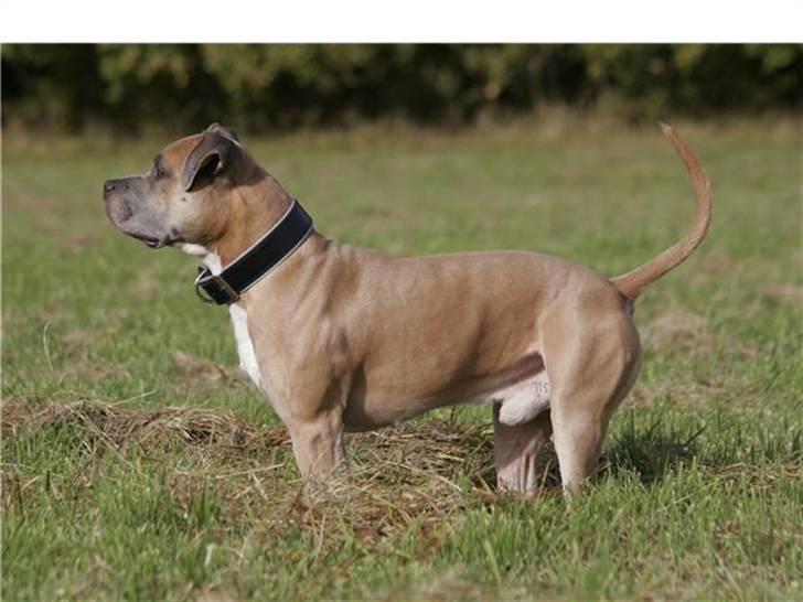 Amerikansk staffordshire terrier izo billede 19
