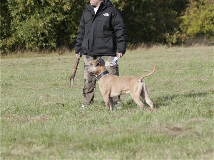 Amerikansk staffordshire terrier izo billede 20