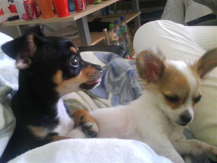 Chihuahua Bailey billede 11