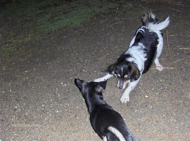 Chihuahua Bailey - Basse knæler for kongen  : ) billede 12