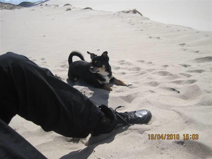 Chihuahua Bailey - NYT billede 13