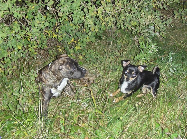 Chihuahua Bailey billede 14