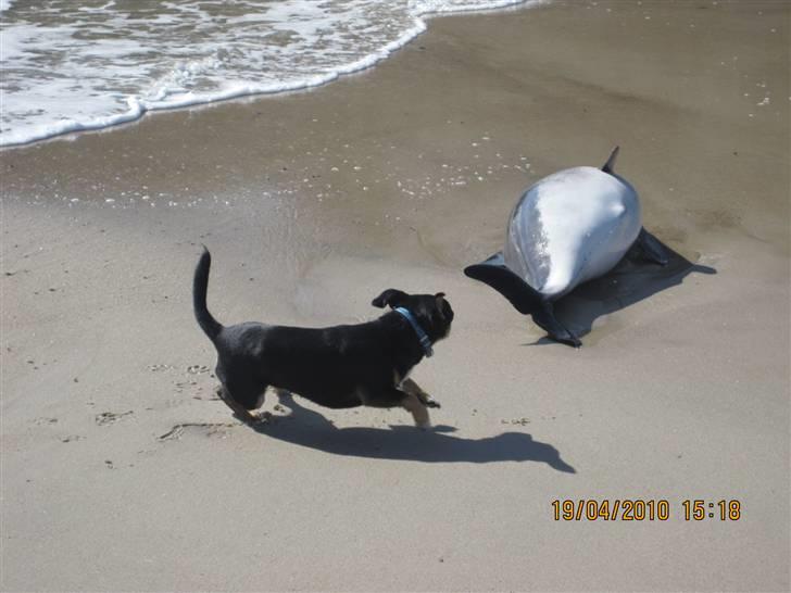 Chihuahua Bailey - NYT billede 15