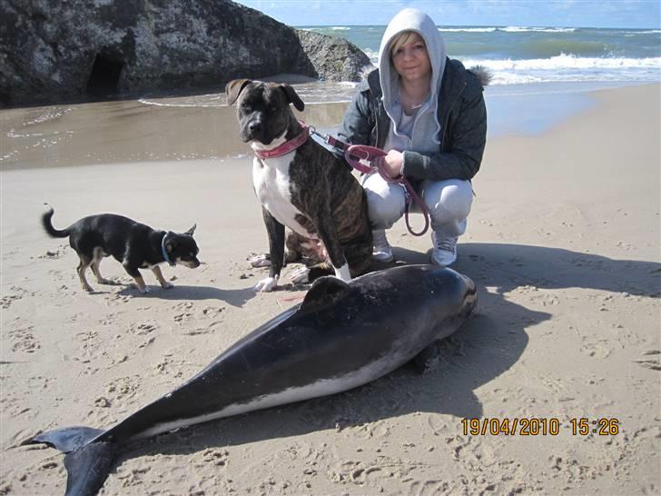 Chihuahua Bailey - NYT. gruppe billed :) billede 16