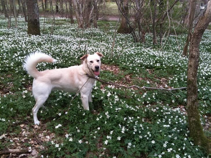 Blanding af racer Ramses - Ramses. Elsker at være ved vandet , stem på Mig så bliver jeg glad.. :D billede 1