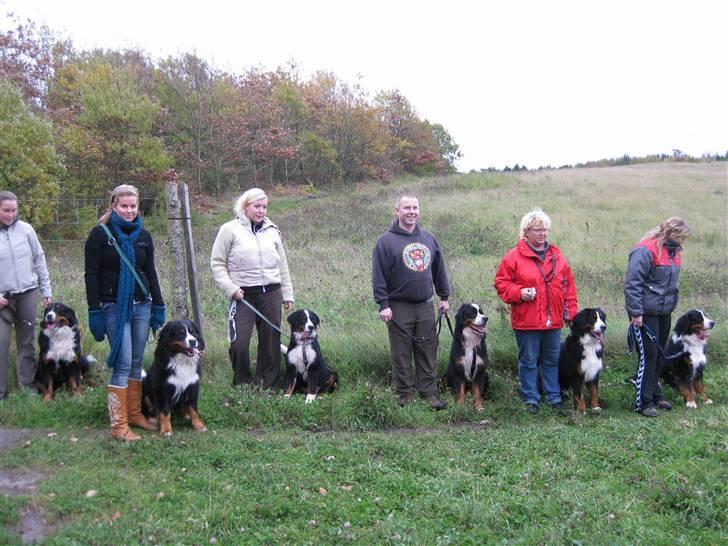 Berner sennenhund BASTIAN billede 16