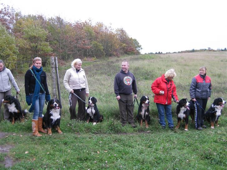 Berner sennenhund BASTIAN billede 17