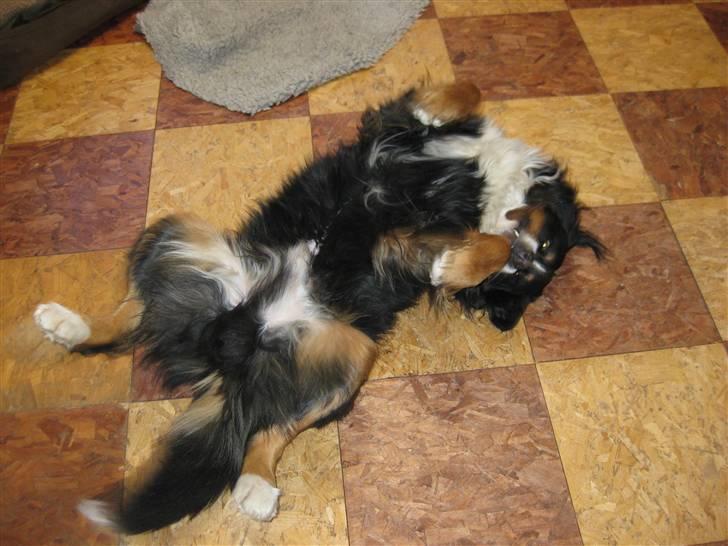 Berner sennenhund BASTIAN billede 18
