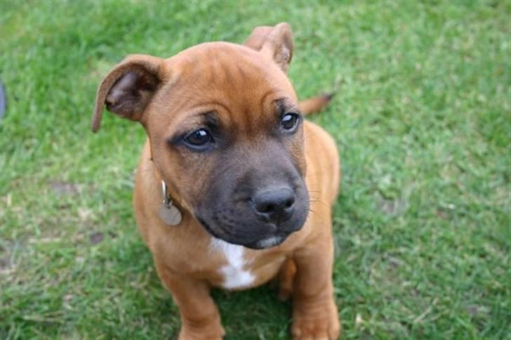 Staffordshire bull terrier Angelic Staff Joey billede 10