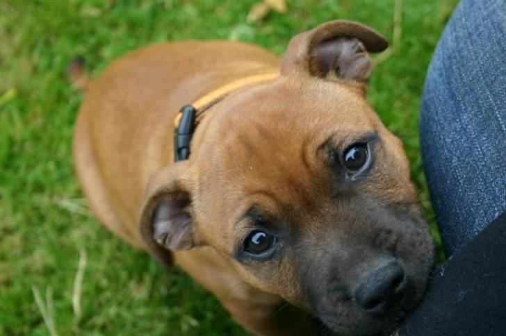 Staffordshire bull terrier Angelic Staff Joey billede 11