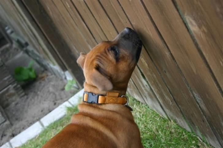 Staffordshire bull terrier Angelic Staff Joey billede 12