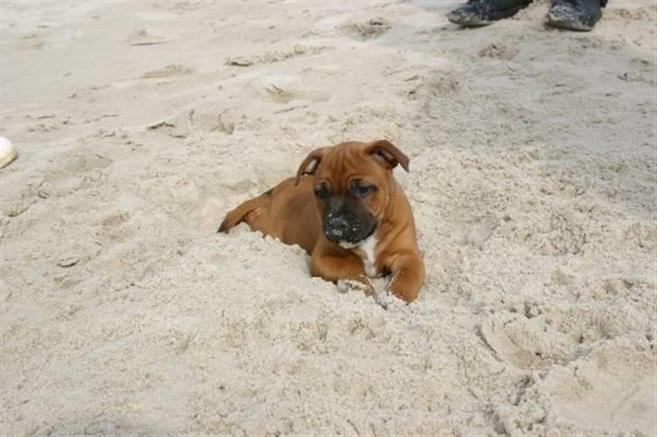 Staffordshire bull terrier Angelic Staff Joey billede 13