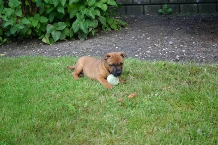 Staffordshire bull terrier Angelic Staff Joey billede 14