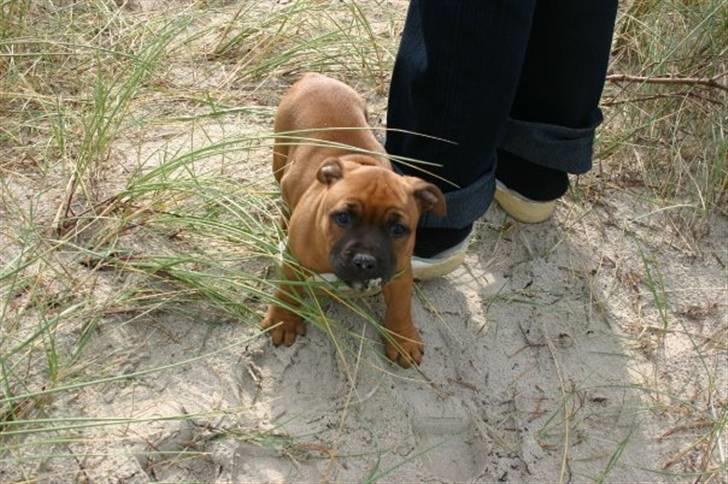 Staffordshire bull terrier Angelic Staff Joey billede 15