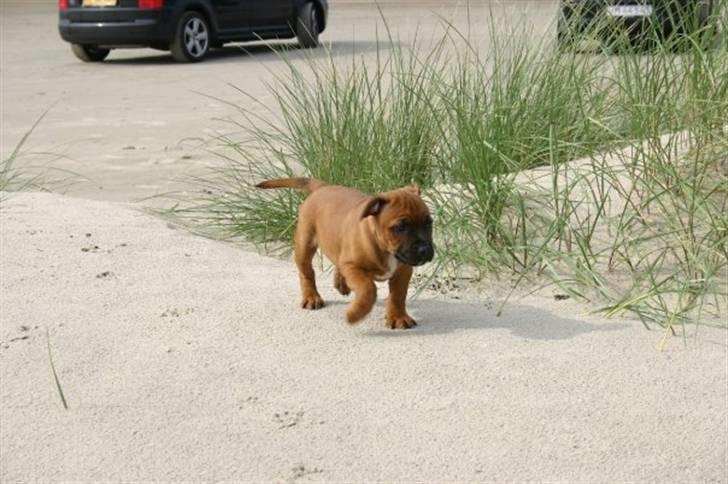 Staffordshire bull terrier Angelic Staff Joey billede 16