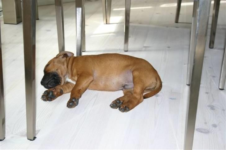 Staffordshire bull terrier Angelic Staff Joey billede 17