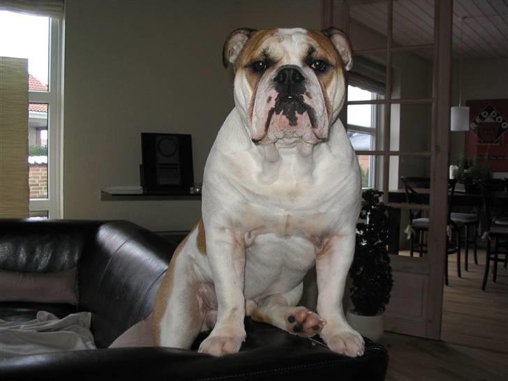 Engelsk bulldog Alfred - Alfred sidder på ryglænet af sofaen. billede 1
