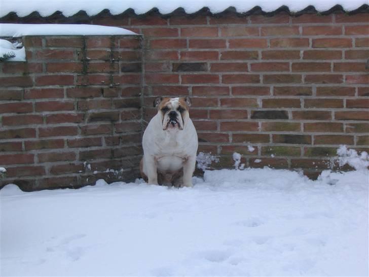 Engelsk bulldog Alfred - Alfred i sneen. Febuar 2006 billede 2