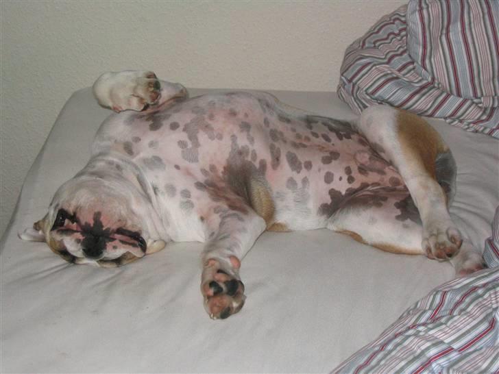 Engelsk bulldog Alfred - Total afslapning billede 6